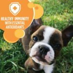 IAMS Smart Puppy Chicken & Whole Grains Flavor Dry Dog Food - Image 2